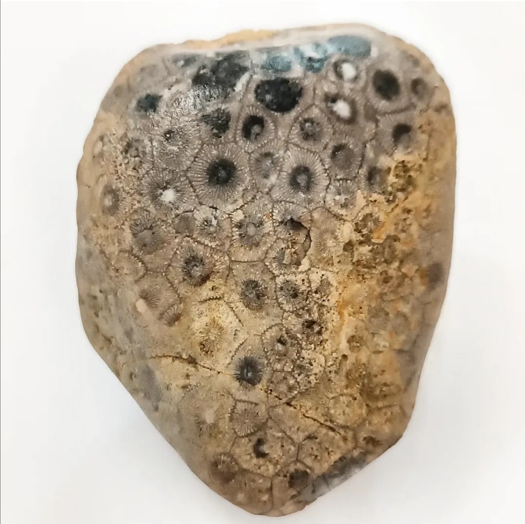 فسیل مرجان منحصر به فرد و بسیار کمیاب