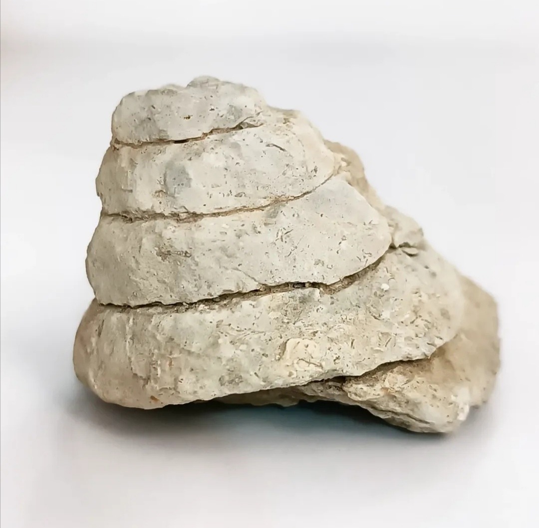 فسیل گاستروپود هرمی شکل، بزرگ و سالم