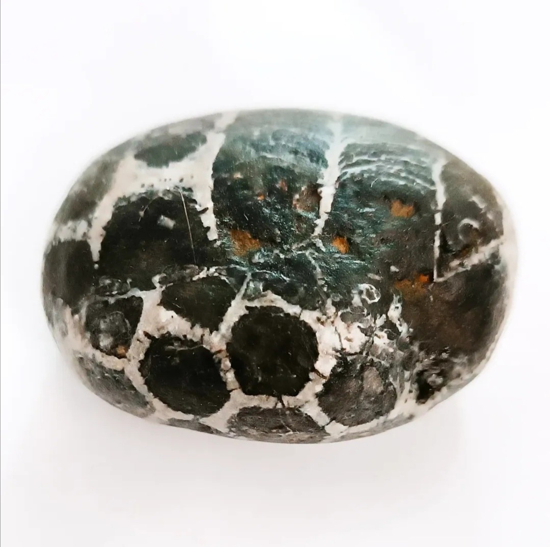 فسیل مرجان لانه زنبوری خاص، بسیار زیبا و کلکسیونی