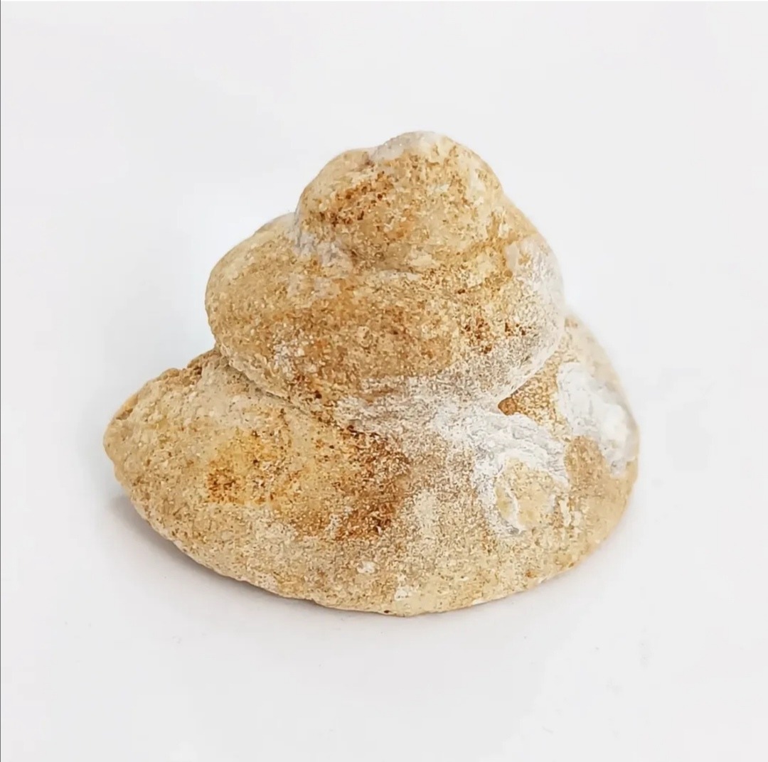 فسیل گاستروپود کامل و هرمی شکل بسیار زیبا