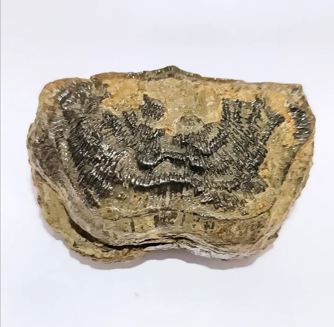 فسیل تتراگونیا دو کفه و بزرگ، کمیاب و جذاب