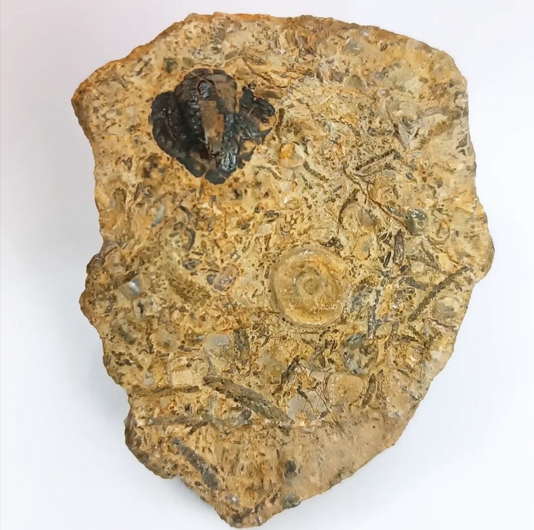 مجموعه فسیلی بسیار زیبا بهمراه تریلوبیت برجسته