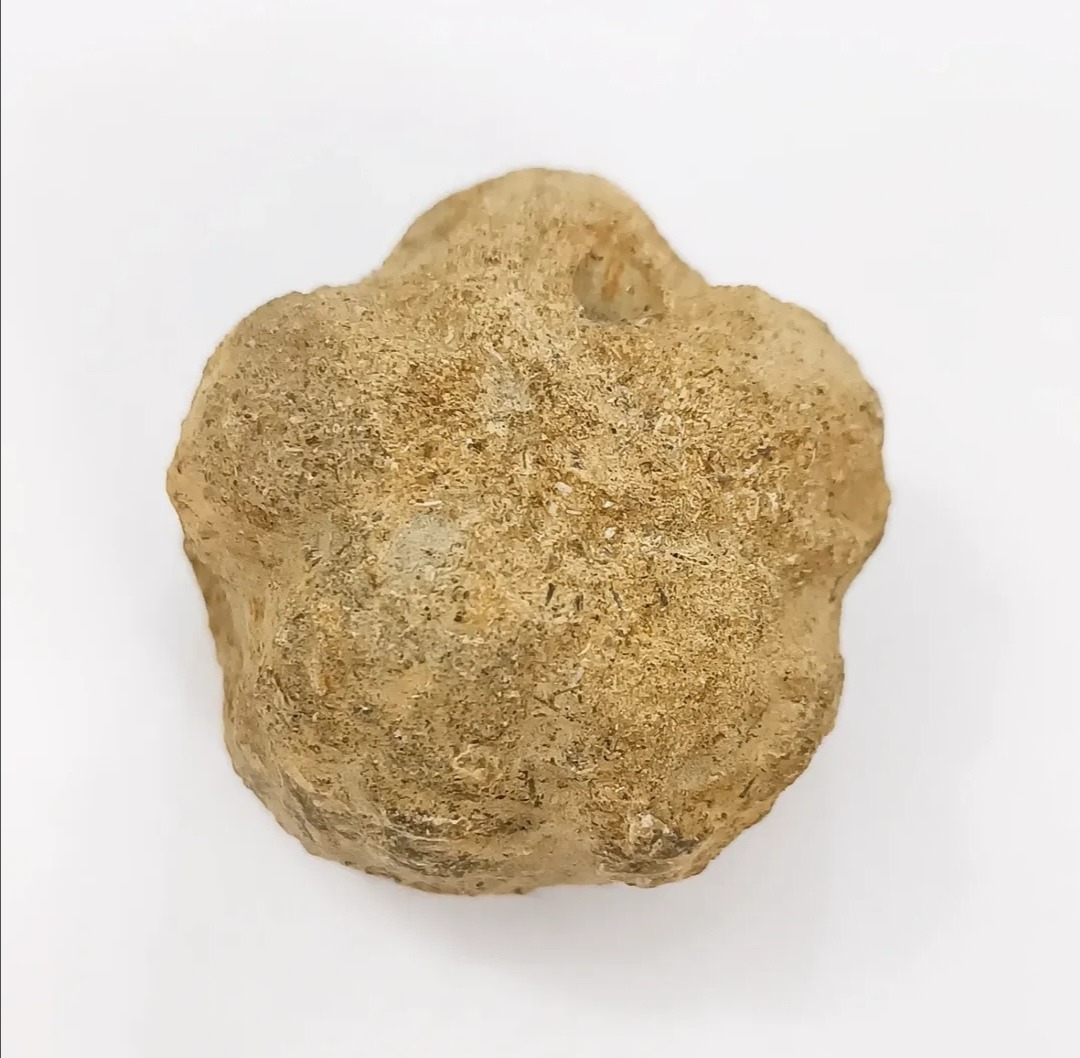 فسیل ستاره دریایی برجسته، کامل و کلکسیونی