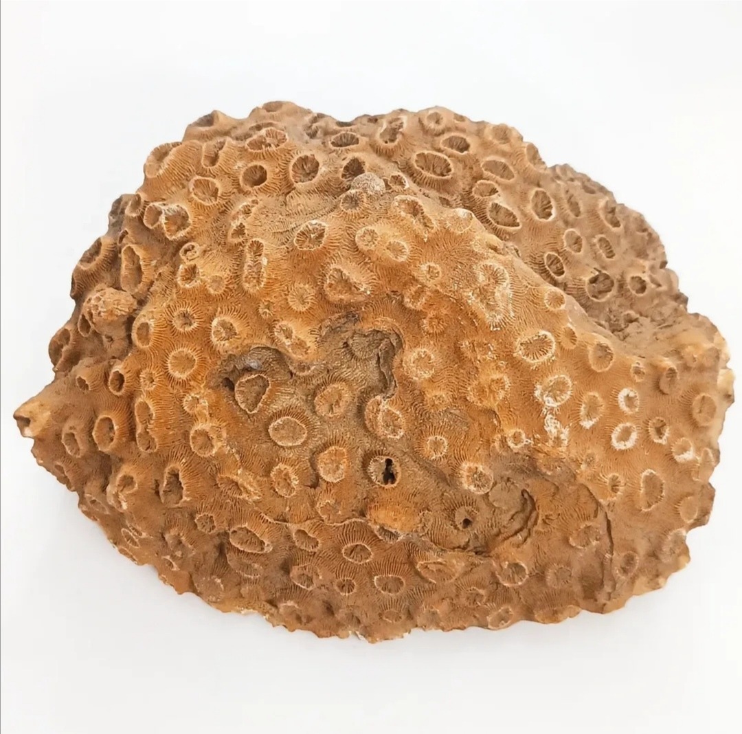 فسیل مرجان بزرگ بسیار زیبا و برجسته