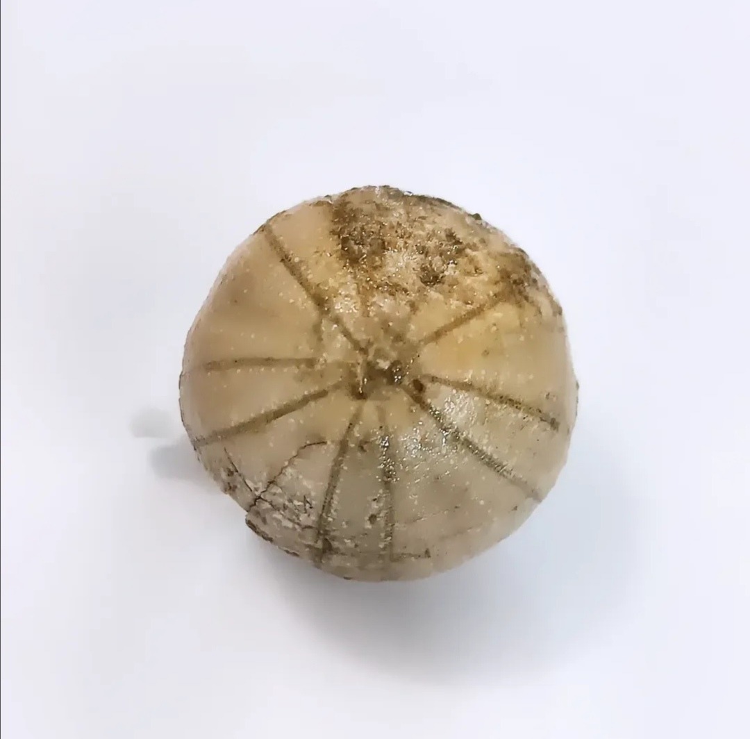 فسیل خارپوست فوقالعاده زیبا با خط های برجسته