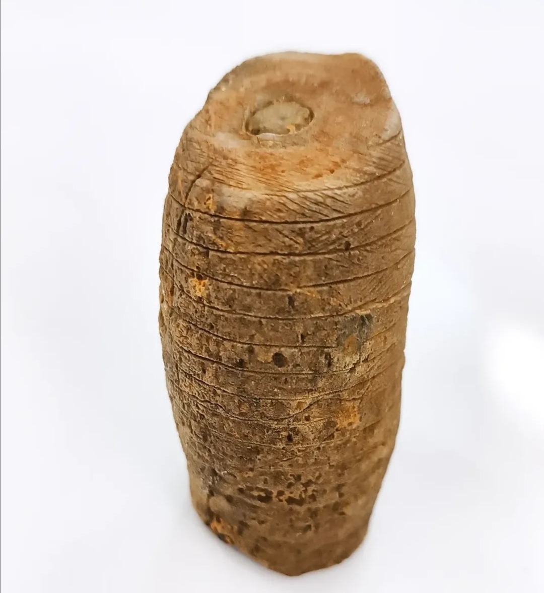 فسیل کرینویید گیاهی برجسته، خاص و بی نظیر