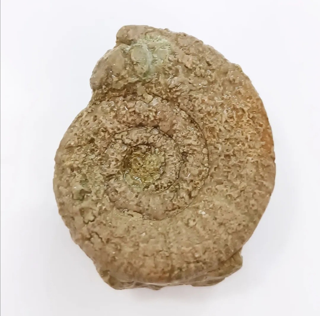 فسیل آمونیت کامل دارای سه پیچ کامل و زیبا