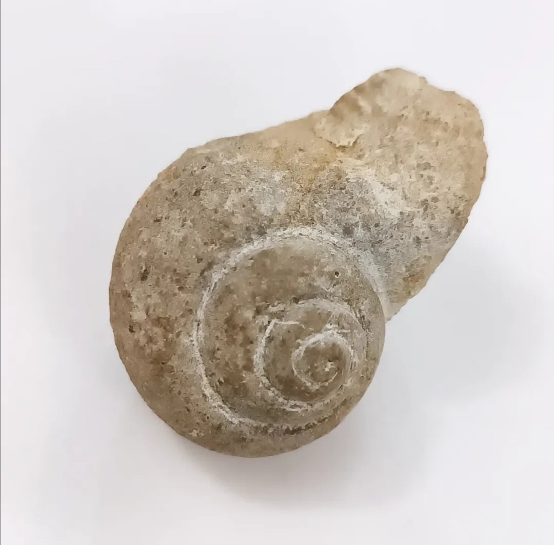 فسیل گاستروپود حلزونی بزرگ و فوق العاده جذاب