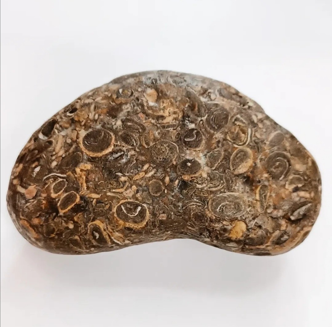 فسیل مرجانی منحصر به فرد با رنگ بی نظیر