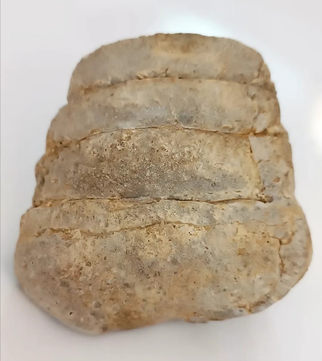 فسیل عرج گاستروپود غول پیکر و کلکسیونی