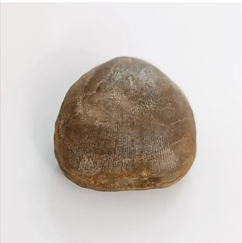 فسیل براکیوپود دو کفه، عاجدار و زیبا