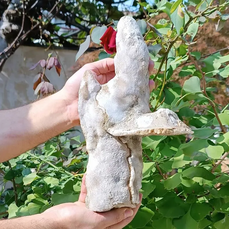 راف آراگونیت معدنی متفاوت با سه سرشاخه بی نظیر