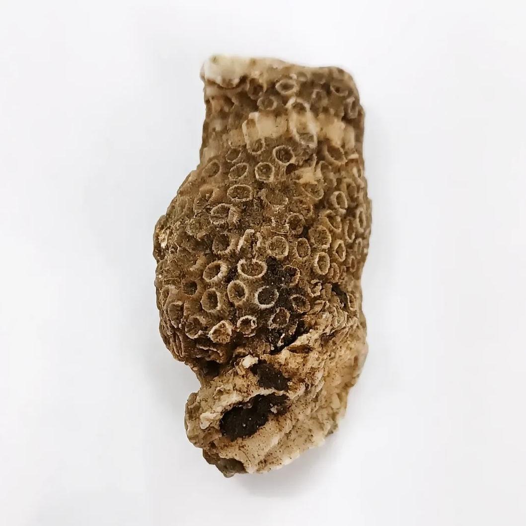 فسیل مرجان دریایی زیبا و کلکسیونی