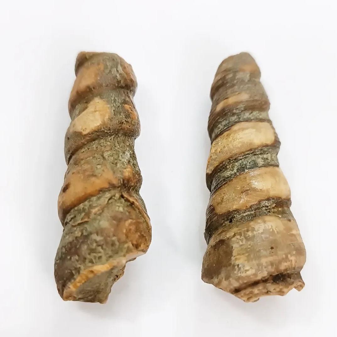 دو عدد عرج گاستروپود برجسته و زیبا