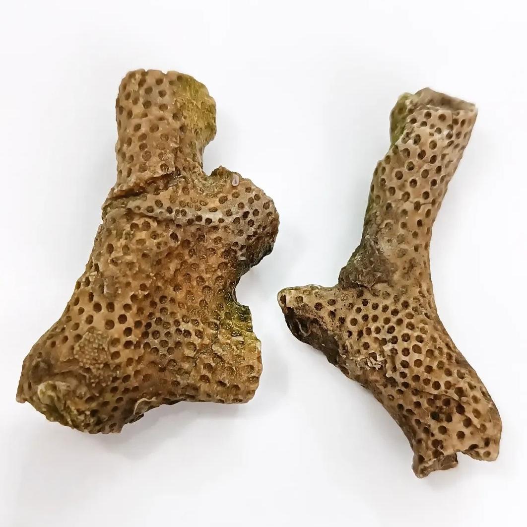 دو عدد فسیل مرجان کامل بسیار زیبا و برجسته