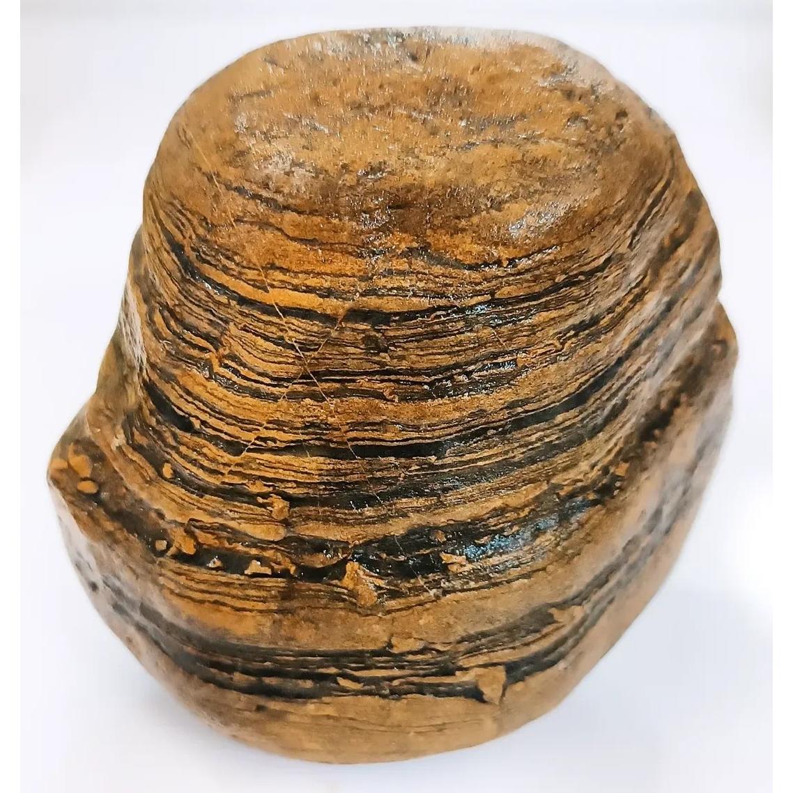 راف گنیس پوست ببری فوق العاده زیبا و کمیاب