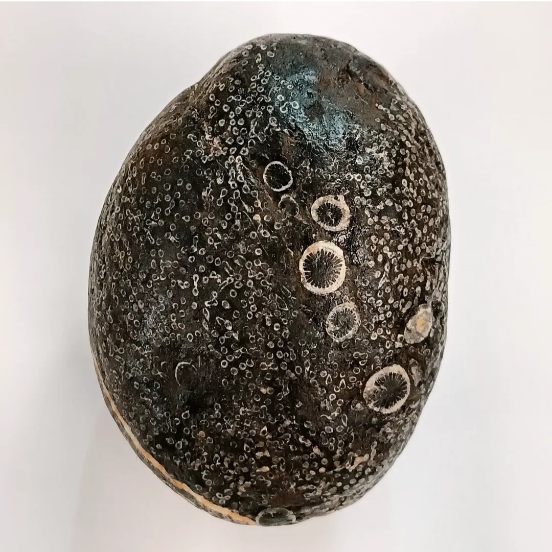 فسیل مرجان دریایی ترکیبی منحصر به فرد و کمیاب