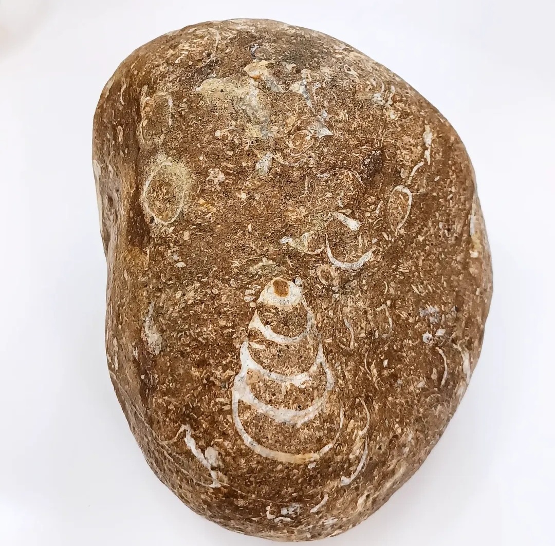 کلونی فسیل دریایی خارقالعاده و فوق العاده زیبا