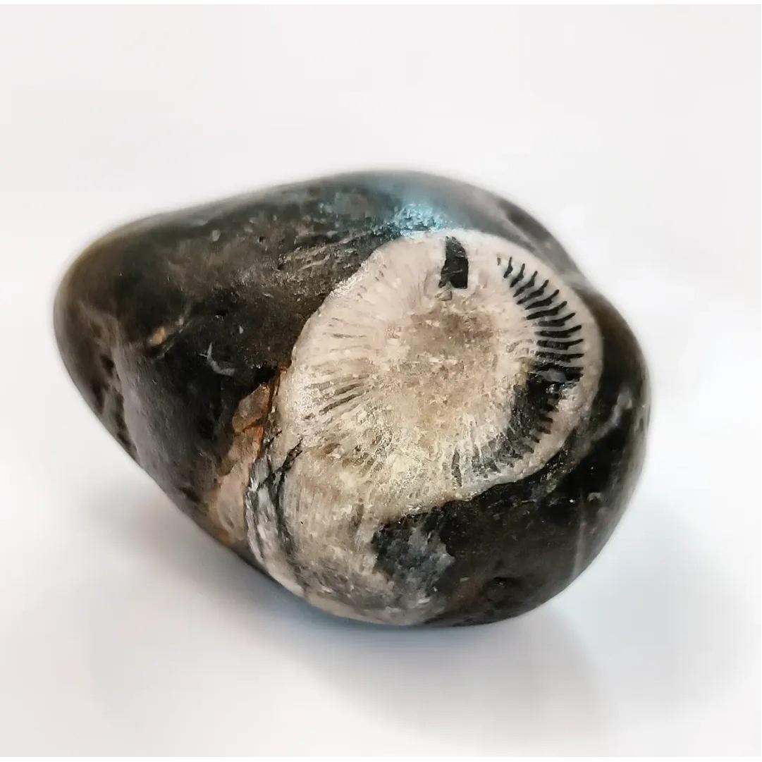 فسیل دریایی کامل،منحصر به فرد و کلکسیونی