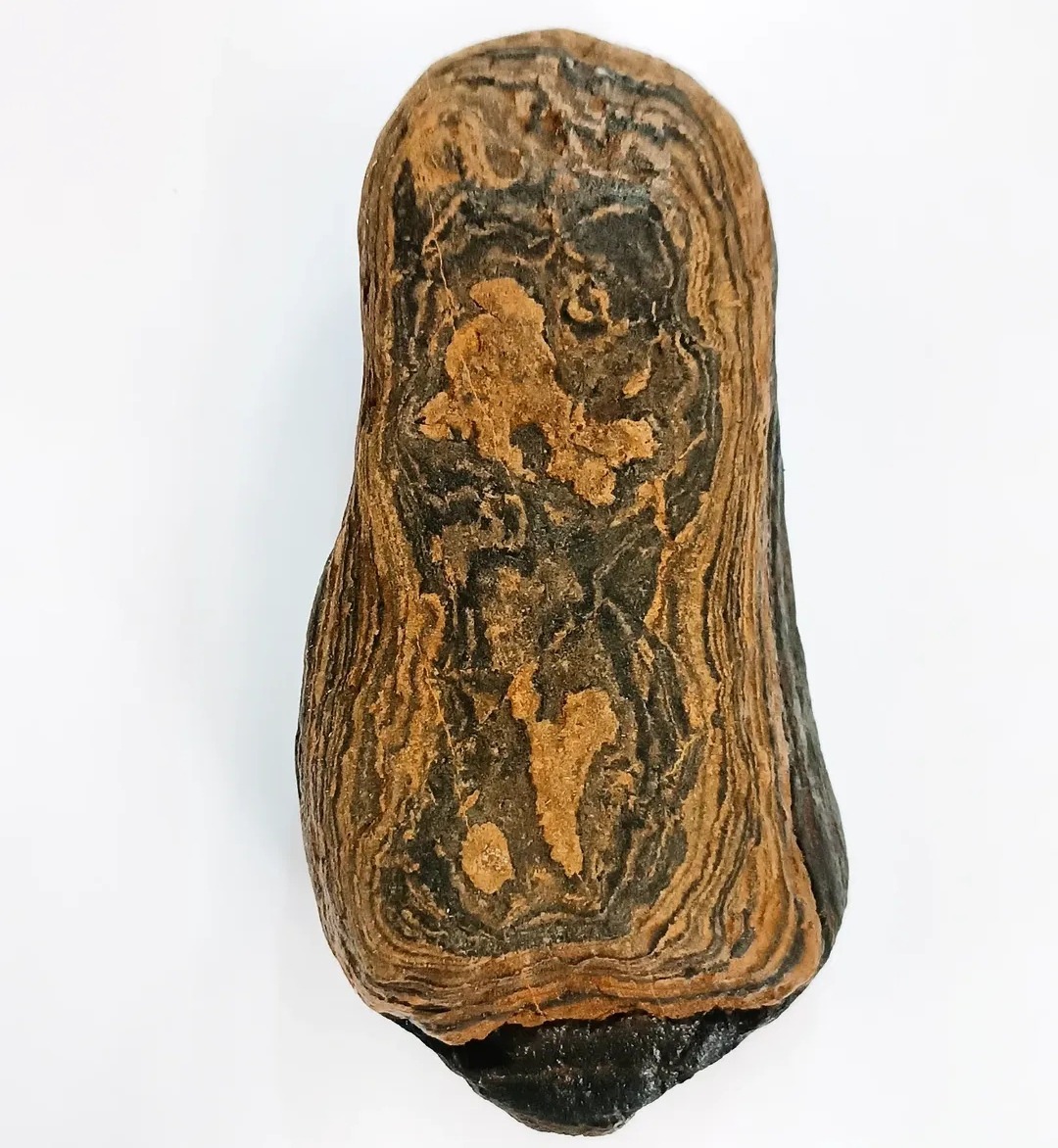 راف گنیس پوست ببری بی نهایت زیبا و کمیاب