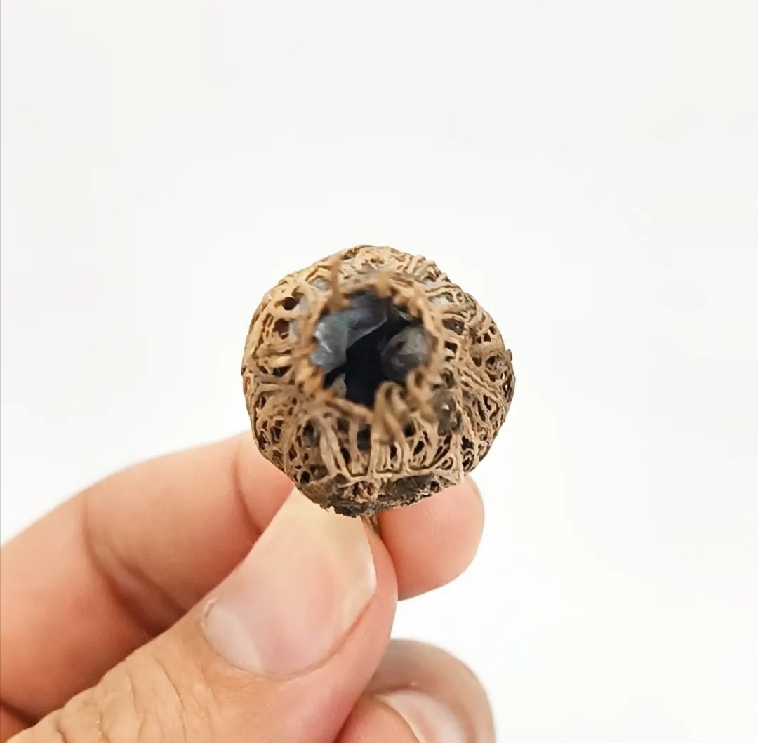 بذر گل یخ با غلاف اصلی دارای بیش از شش دانه