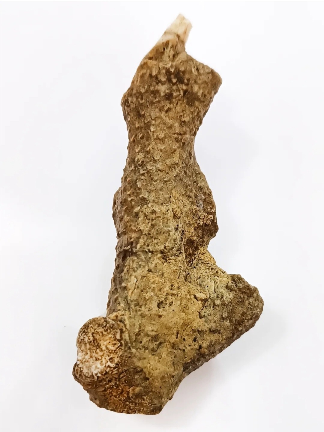 فسیل مرجان دریایی بزرگ، کامل و کلکسیونی