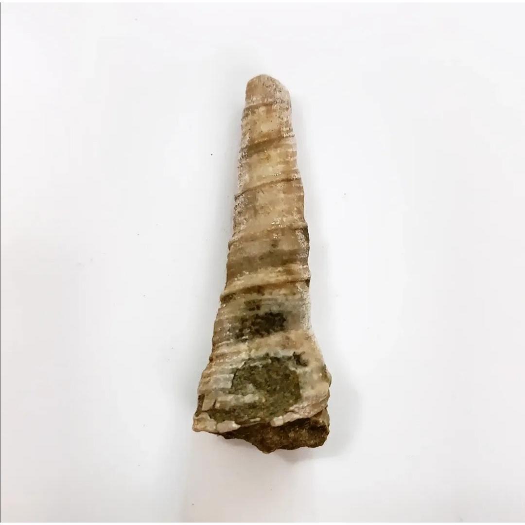 فسیل عرج گاستروپود برجسته و جذاب