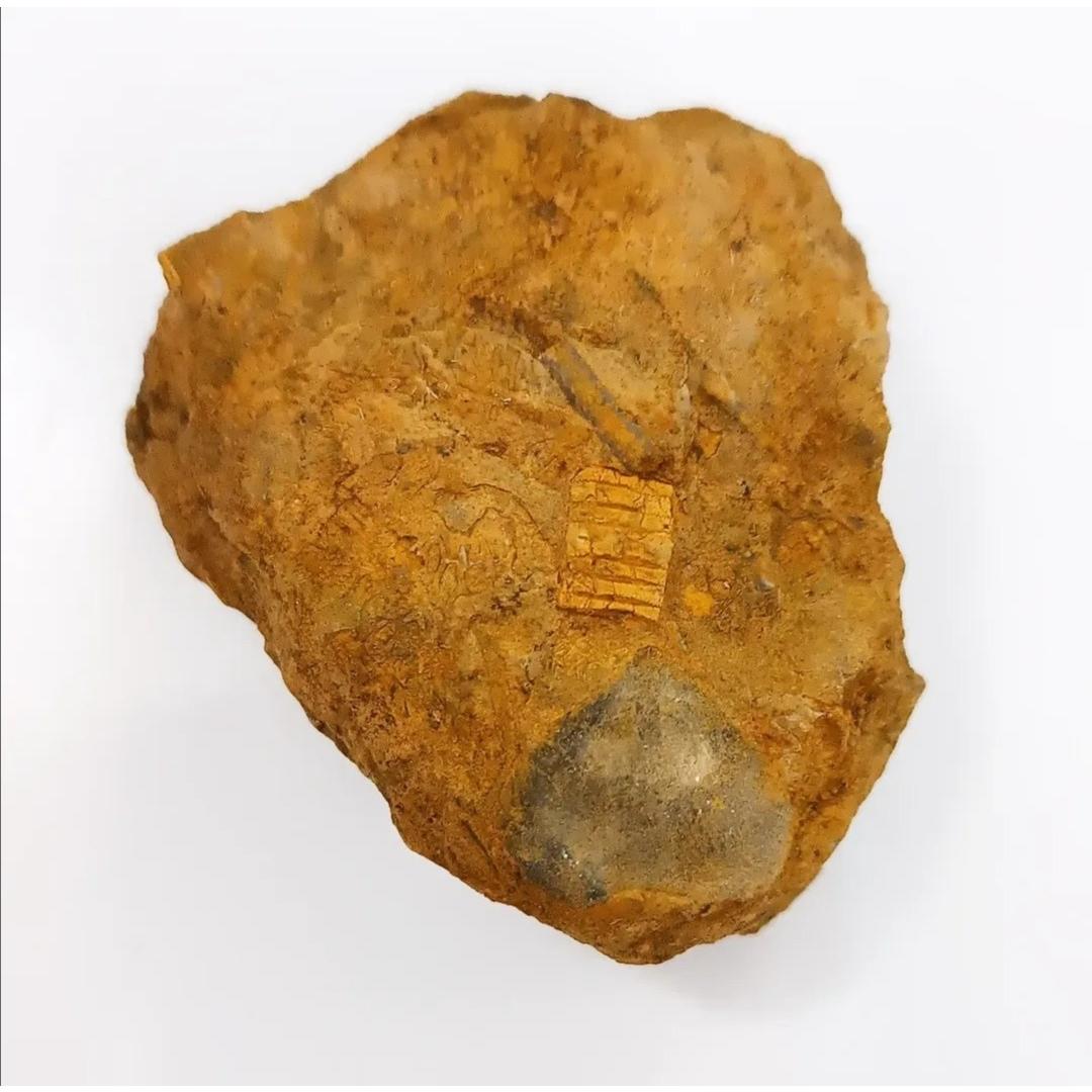 سه عدد فسیل متفاوت بر روی بستر سنگ بی نظیر