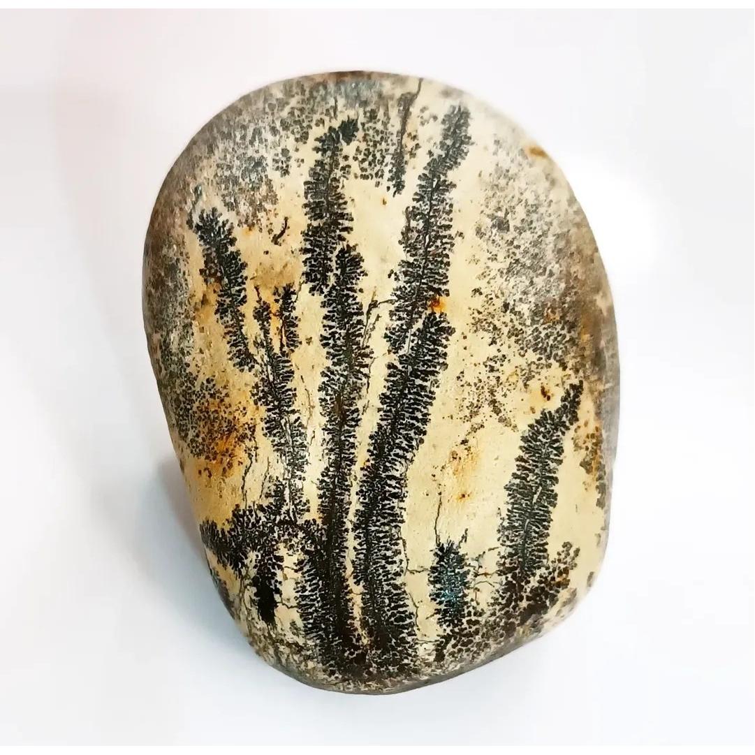 شجر منظره شاهکار طبیعت خارقالعاده و بی نظیر