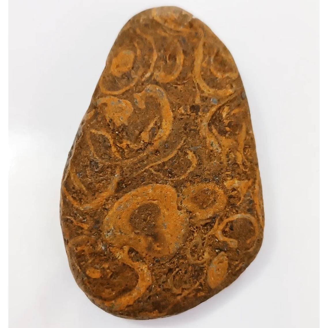 کلونی فسیلی خاص ترکیبی با رنگ فوق العاده زیبا