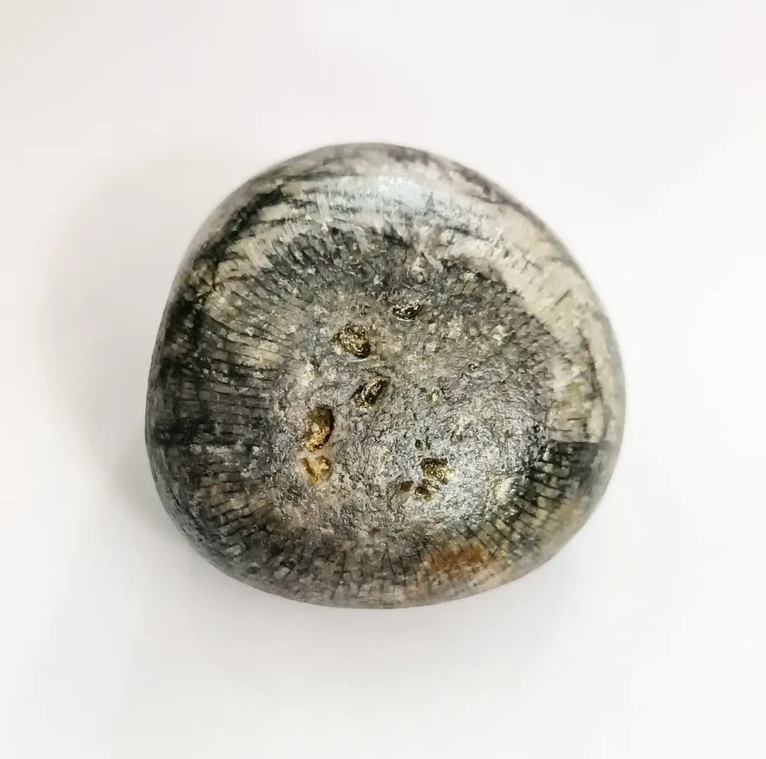 فسیل کامل با قدمت  از دریاچه کاسپین