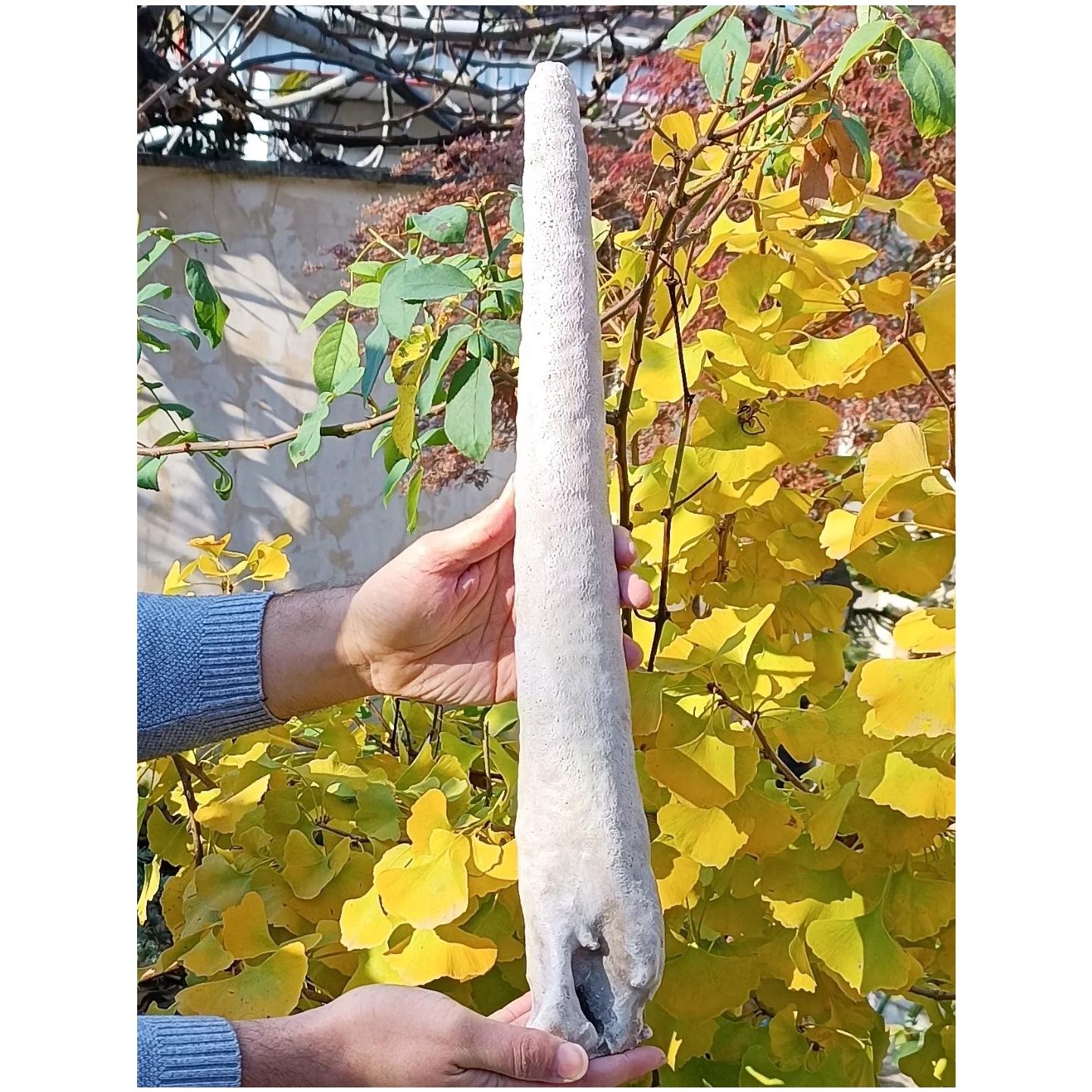 آراگونیت قندیلی معدنی نیم متری بسیار کمیاب