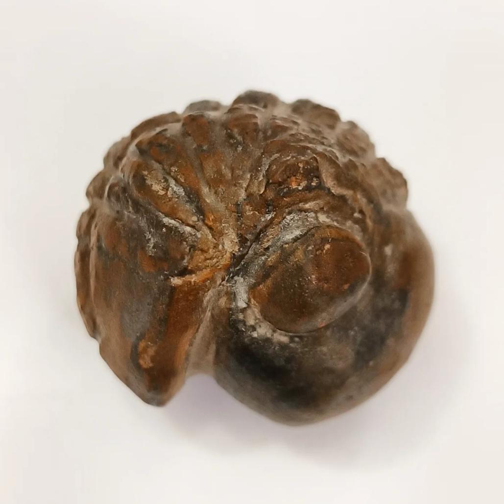 فسیل بی نظیر ترین تریلوبیت ایران مناسب موزه