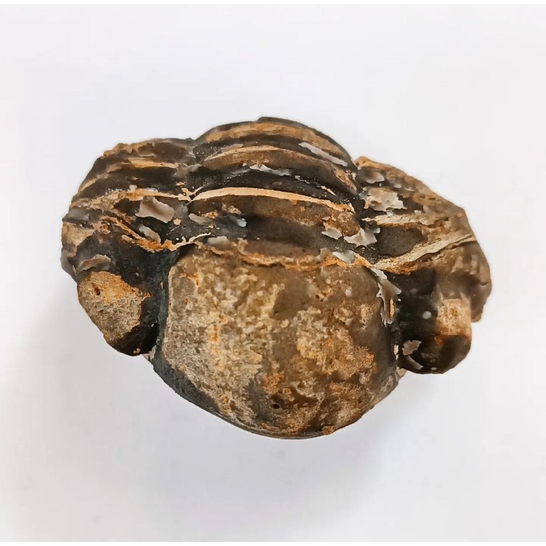 فسیل کامل ترین تریلوبیت با چشم های برجسته