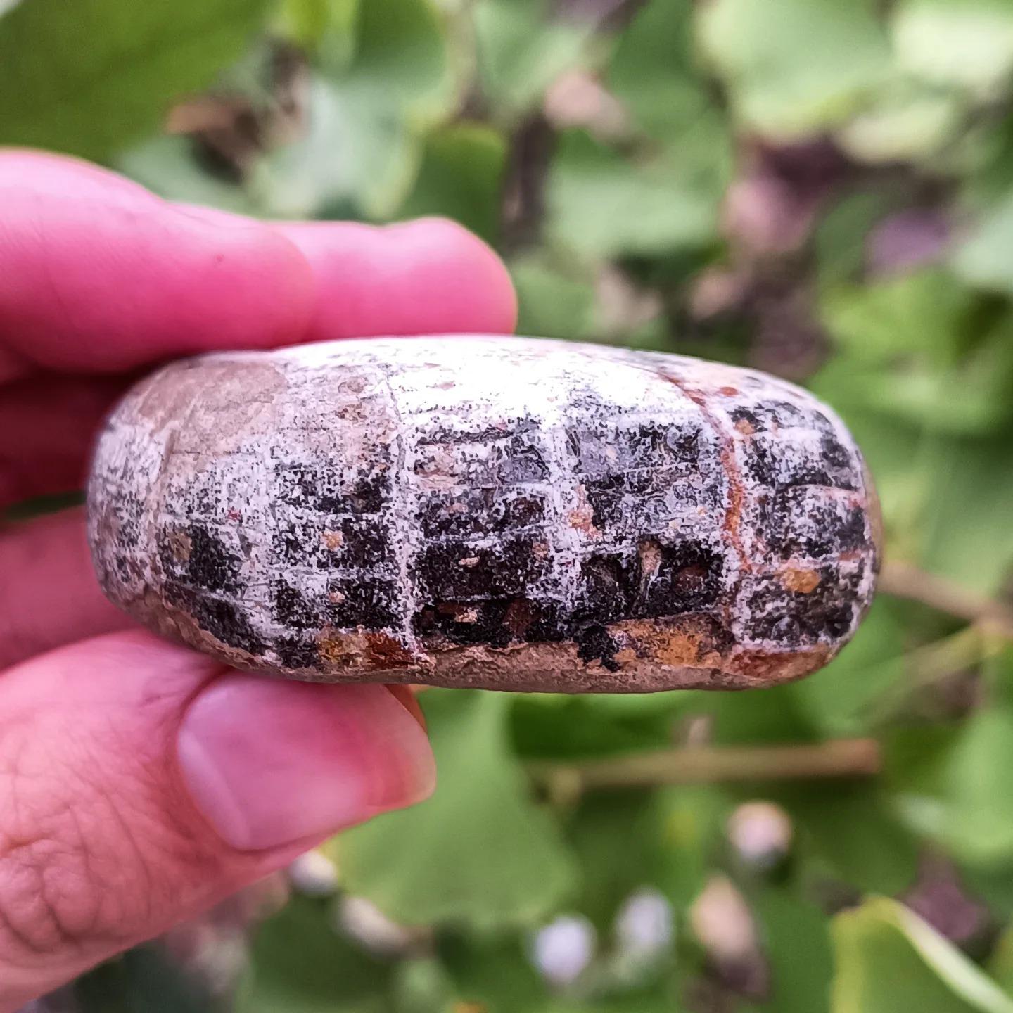 فسیل خارپوست کمیاب و بسیار زیبا