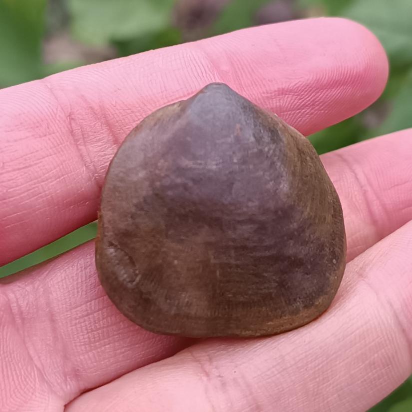 فسیل براکیوپود دو کفه بسیار زیبا