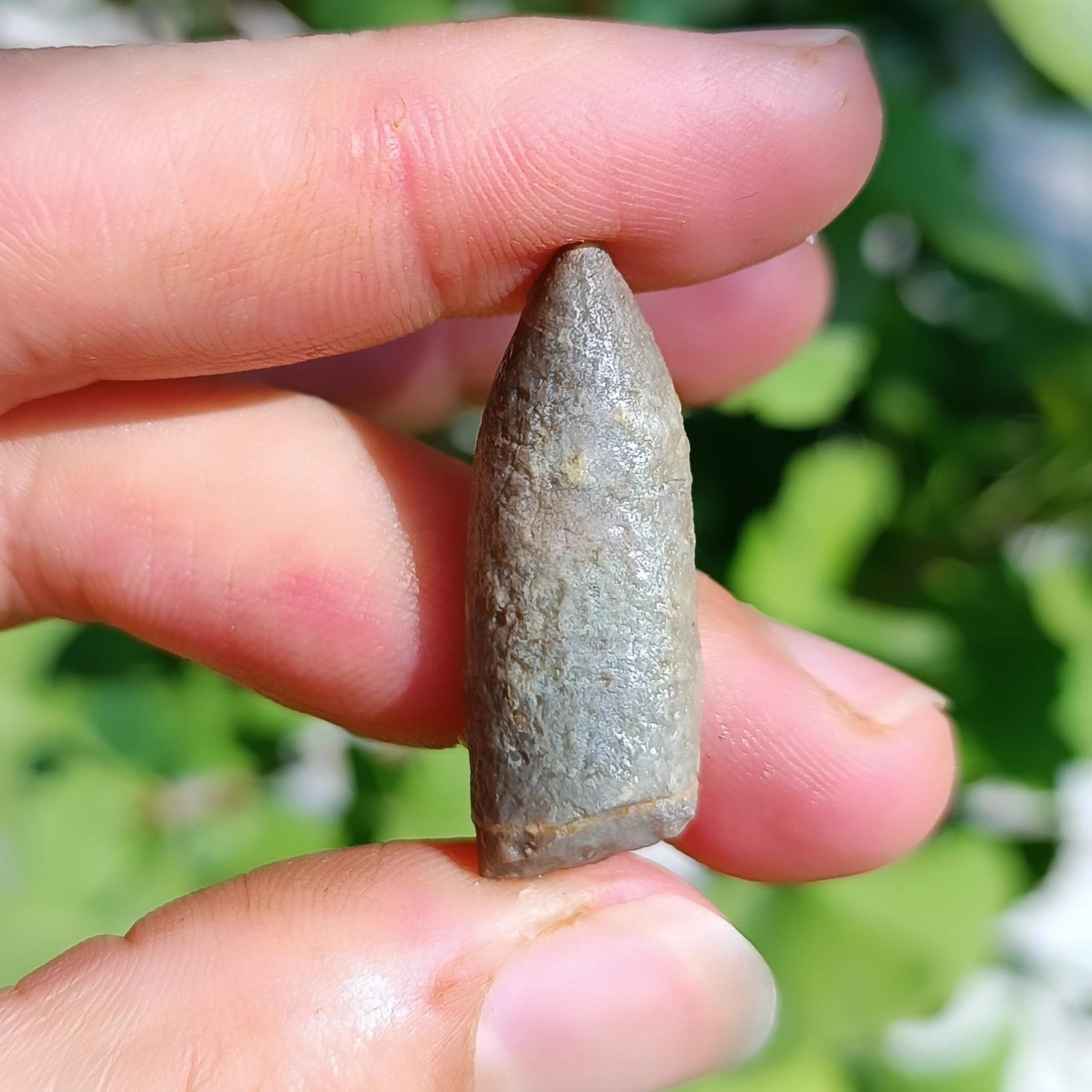 فسیل بلمنیت بسیار زیبا