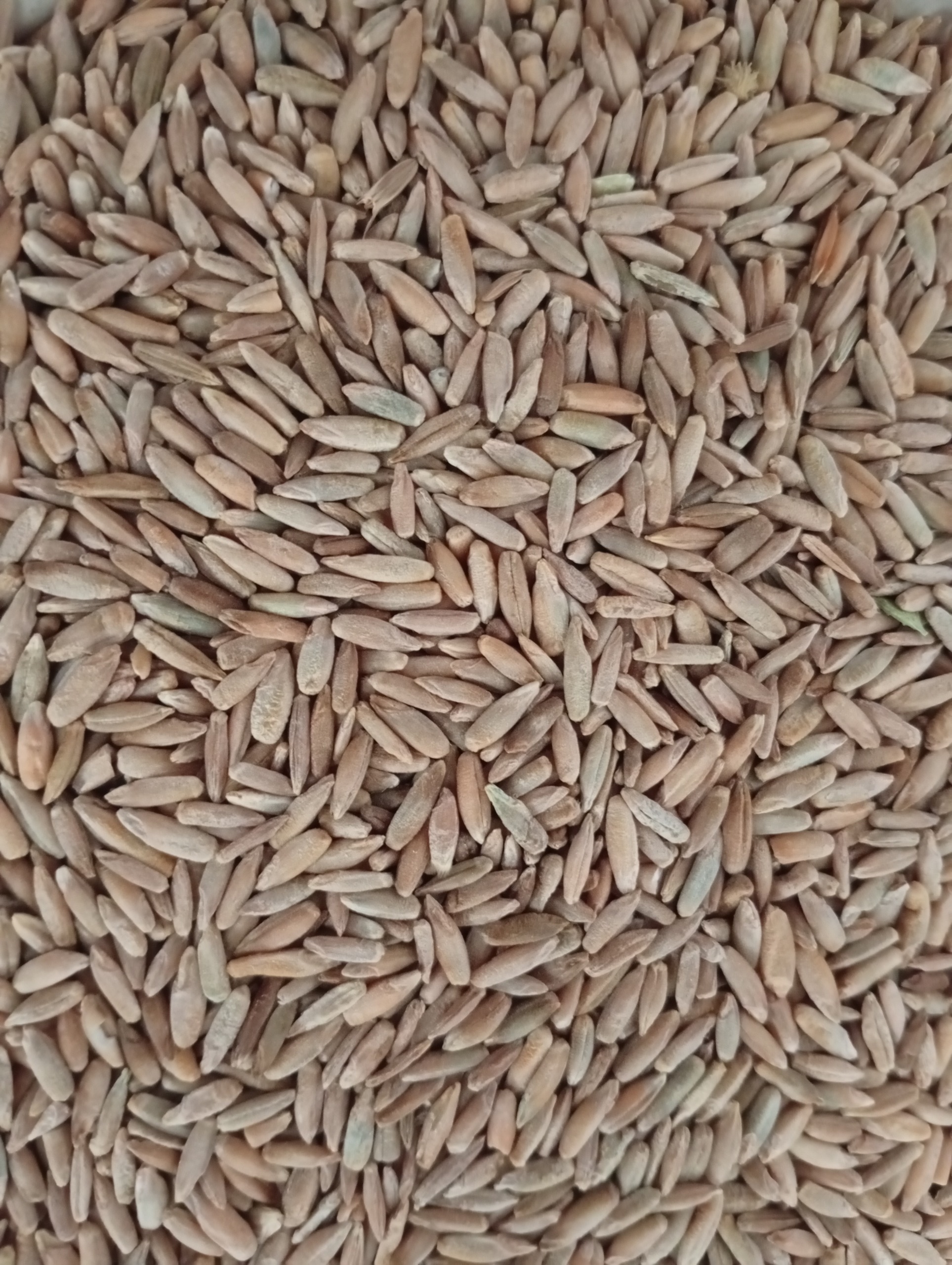 دانه(بذر) ،گیاه چاودار