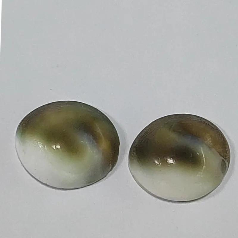 صدف اقیانوسی بسته دو عددی(یک جفت)