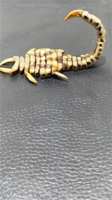 عقرب