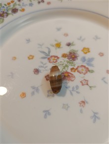مهره