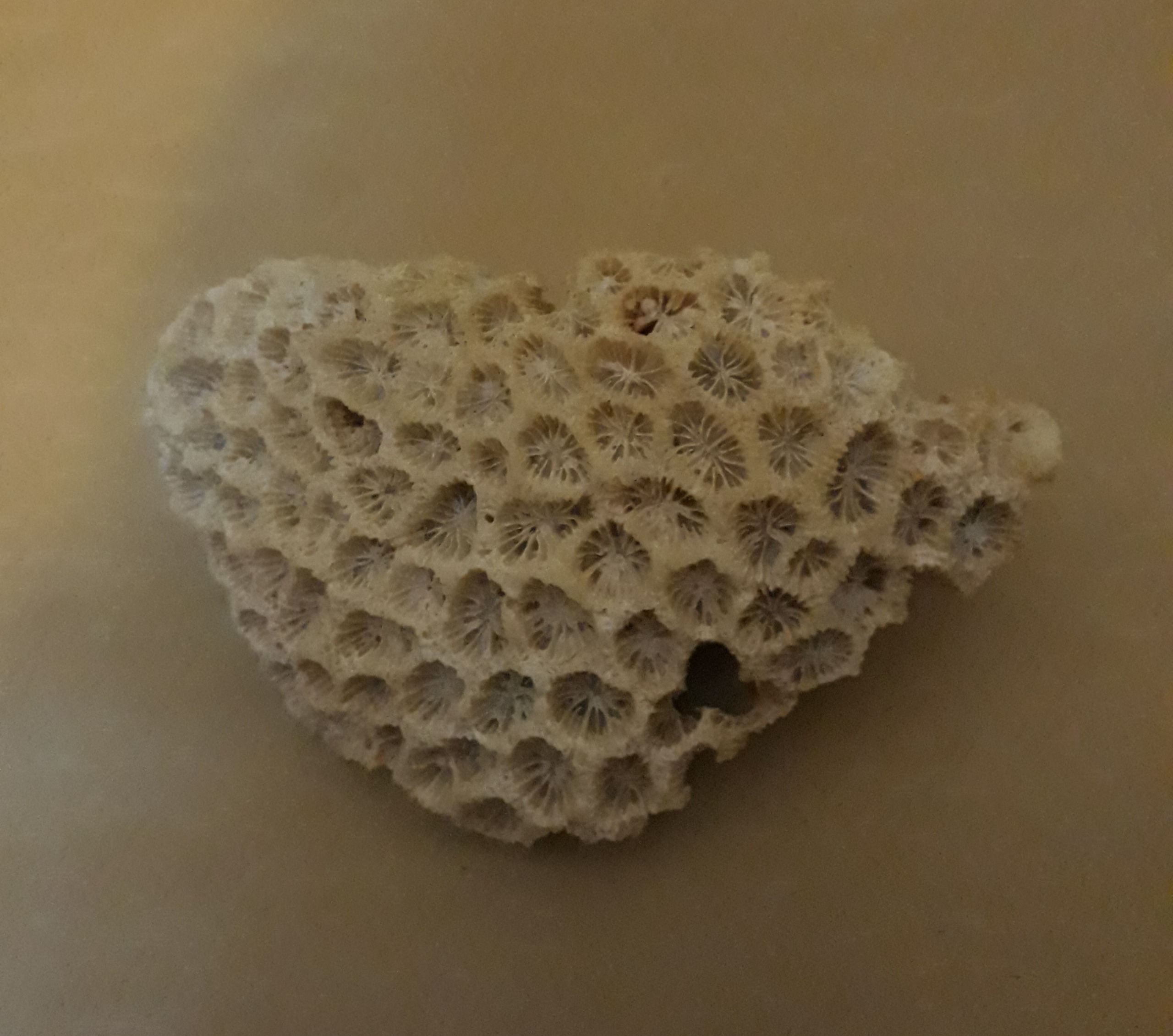 سنک مرجانی تزیین اکواریوم طبق تصویر