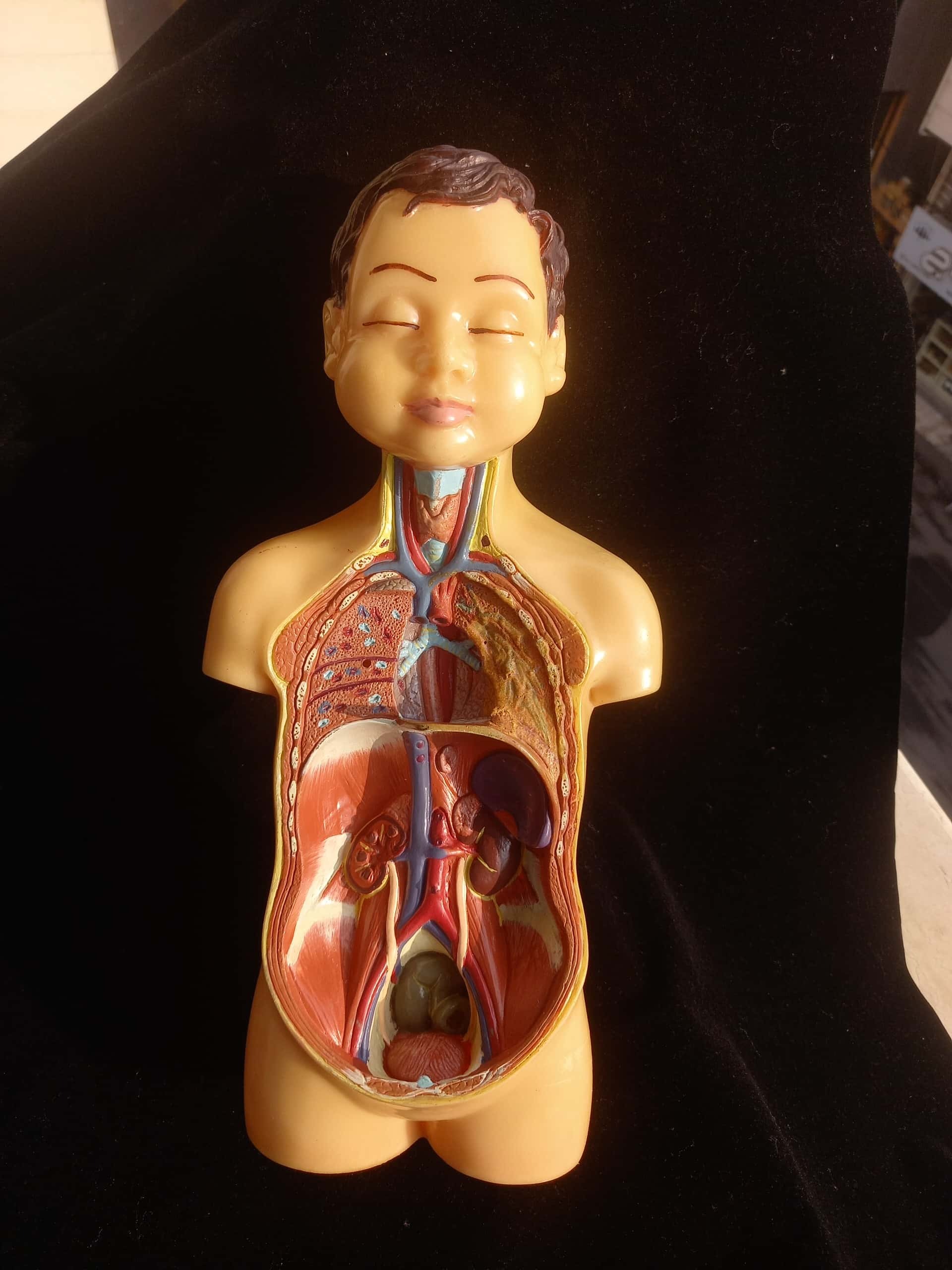 آدمک آموزش پزشکی