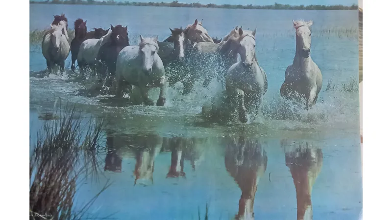 پوستر قدیمی اسبها