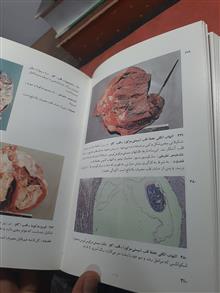 اطلس
