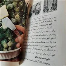 تغذیه