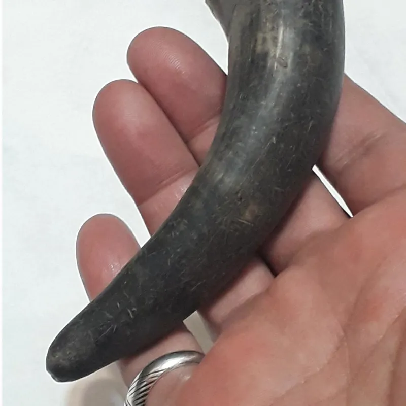 شاخ بوفالو دکوری طبیعی