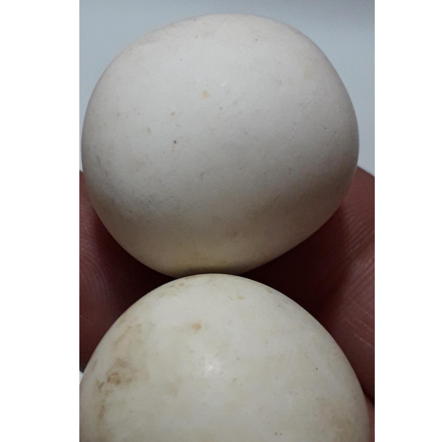 سنگ اسیاب یا سنگ گبری با درجه سختی بالا 2 عدد