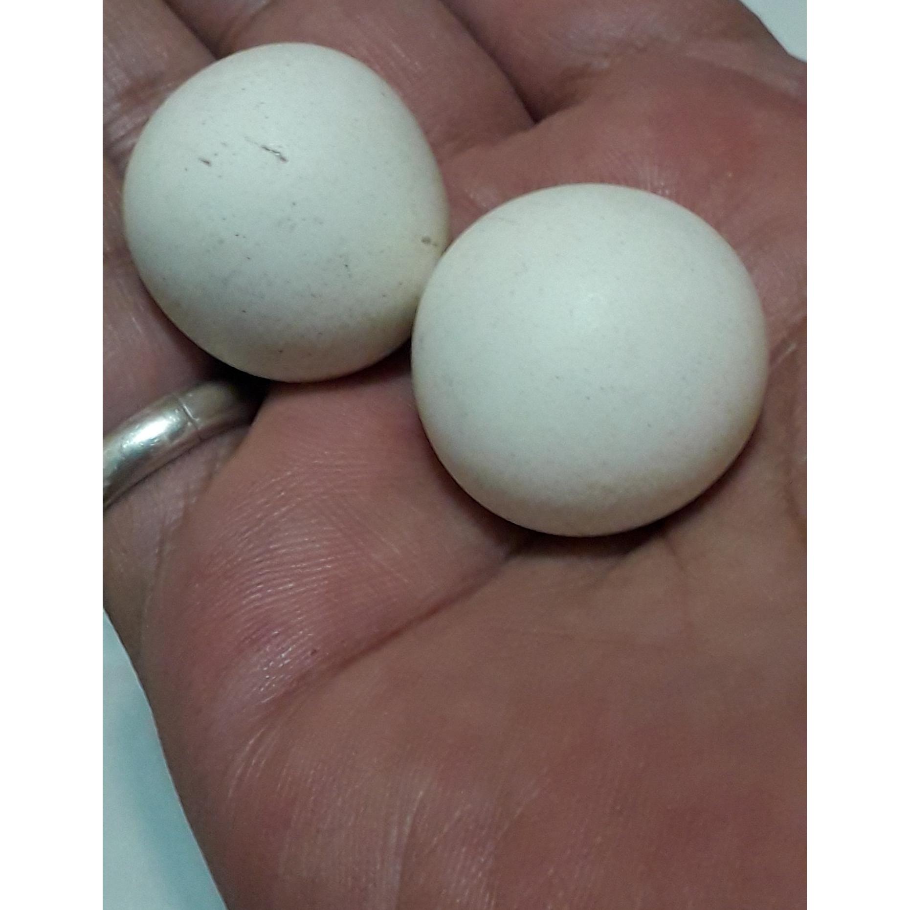 سنگ اسیاب یا سنگ گبری 2 عدد با درجه سختی بالا