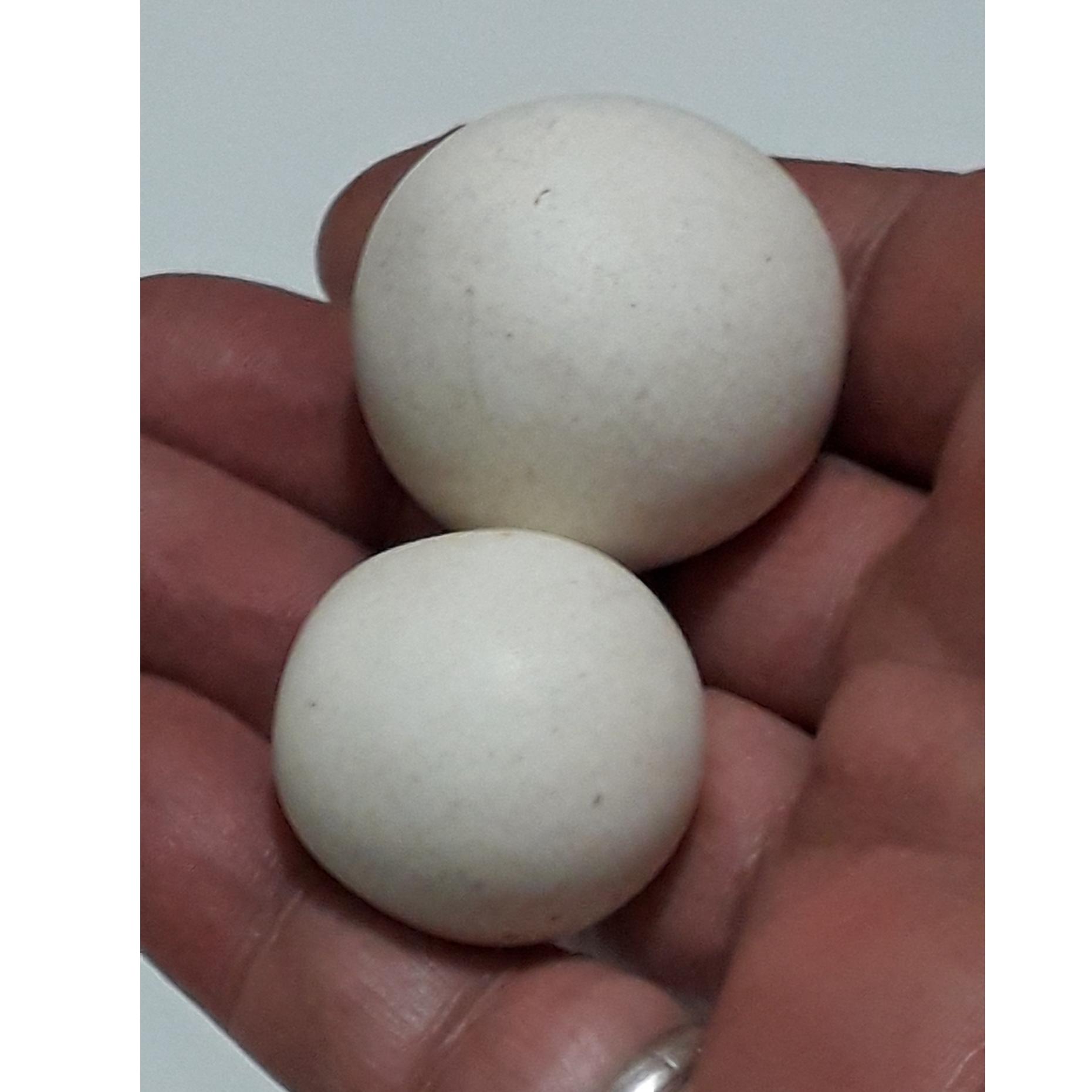 دو عدد سنگ اسیاب یا سنگ گبری با درجه سختی بالا